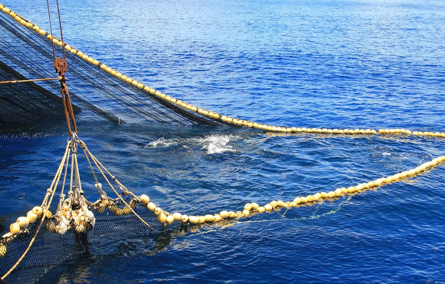 A purse-seine vessel pulling in a catch of tuna