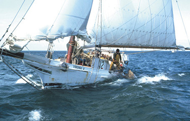 The Maryland Sea Grant studying oysters.