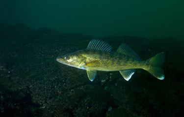 USDA reissues solicitation for 108,000 pounds of walleye