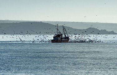 A sardine ringnetter off the coast of Cornwall, England.