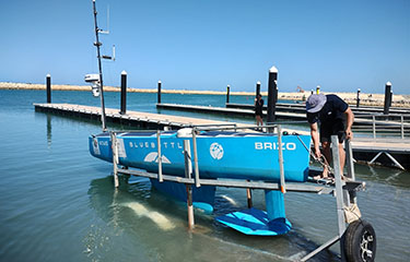 Bluebottles being put in to the water