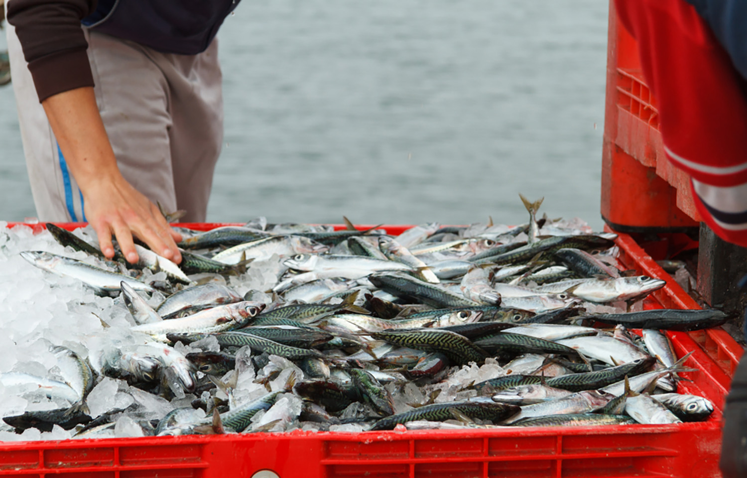 Fisheries representatives call on EU to take action against Norwegian fishing practices