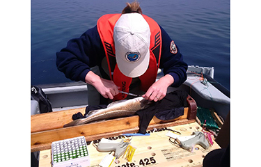 Acoustic tags being added to a northern cod as part of the Northern Cod fishery improvement project