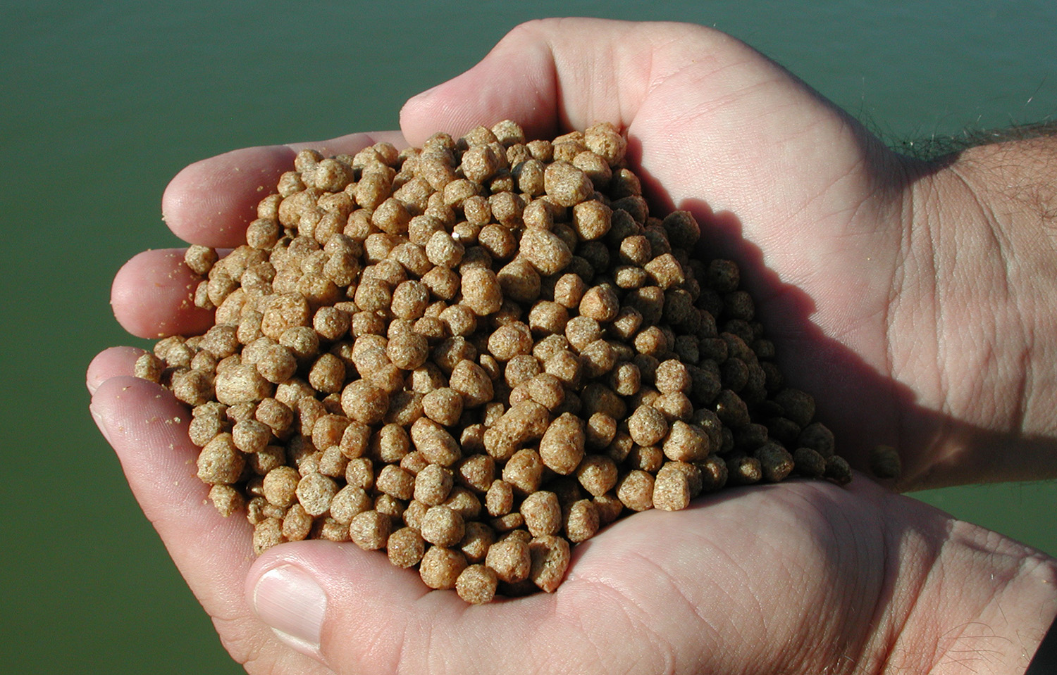 Aquaculture feed made with soybean ingredients