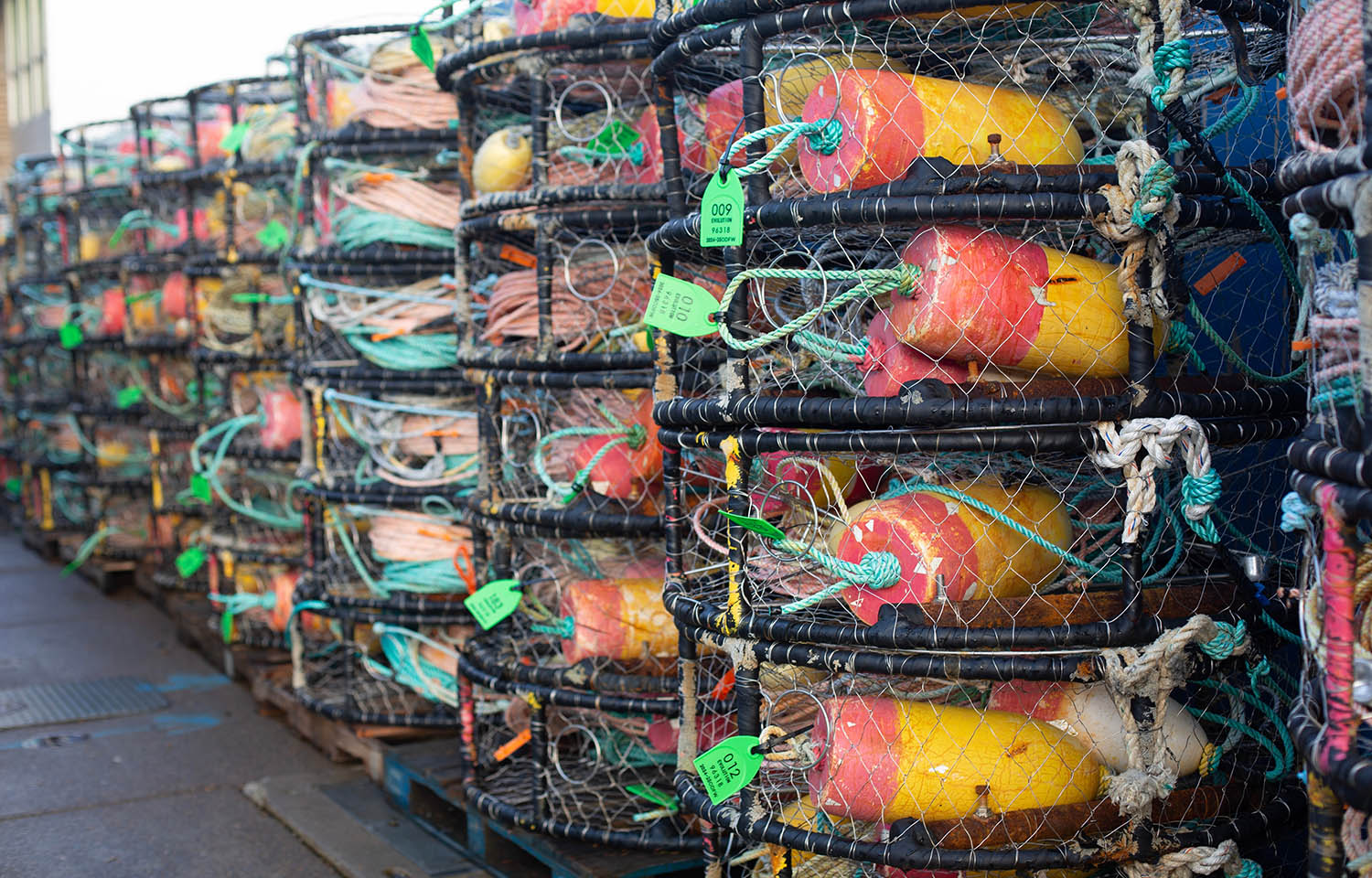 A stack of Dungeness crab traps.