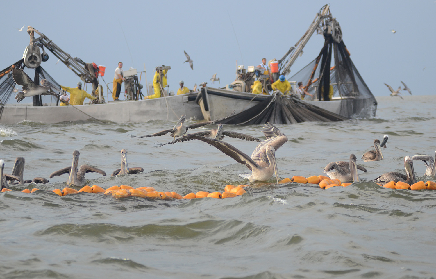 Louisiana reduces size of menhaden fishing buffer zones