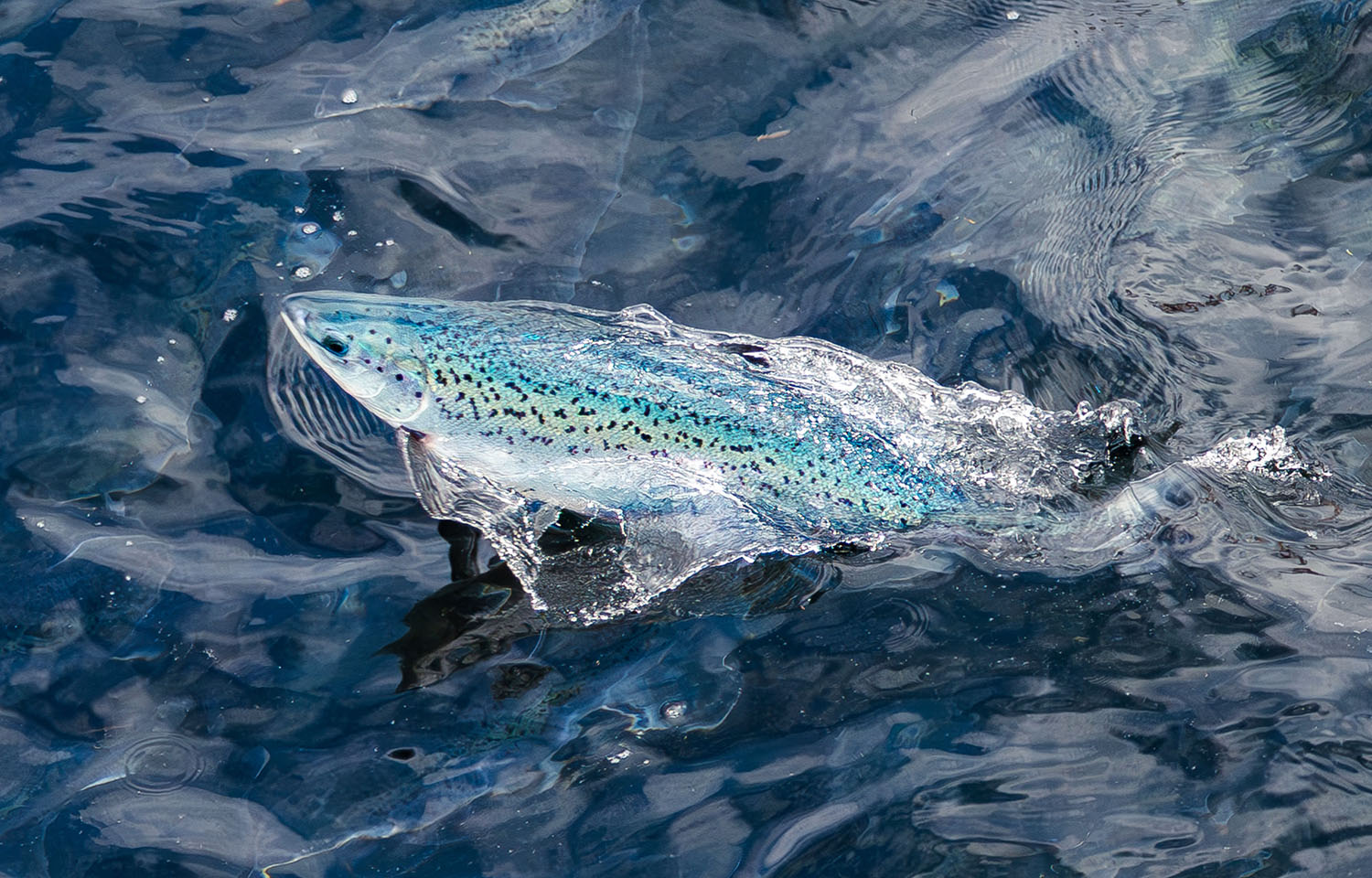 An Andfjord farmed salmon