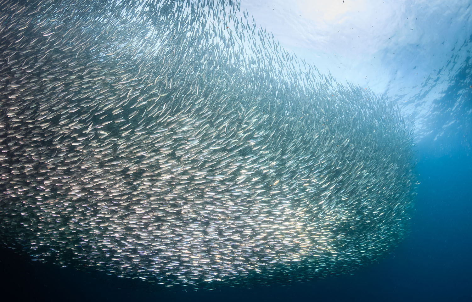 Sardines