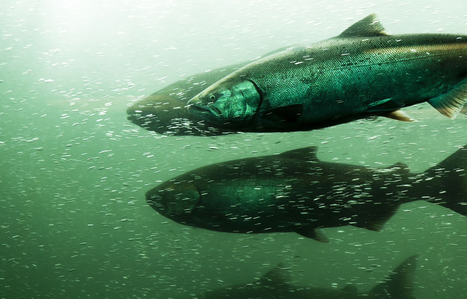 Salmon swimming against the current in Oregon
