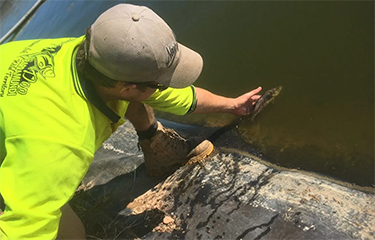 A Humpty Doo Barramundi employee examining a recently stocked black jewfish