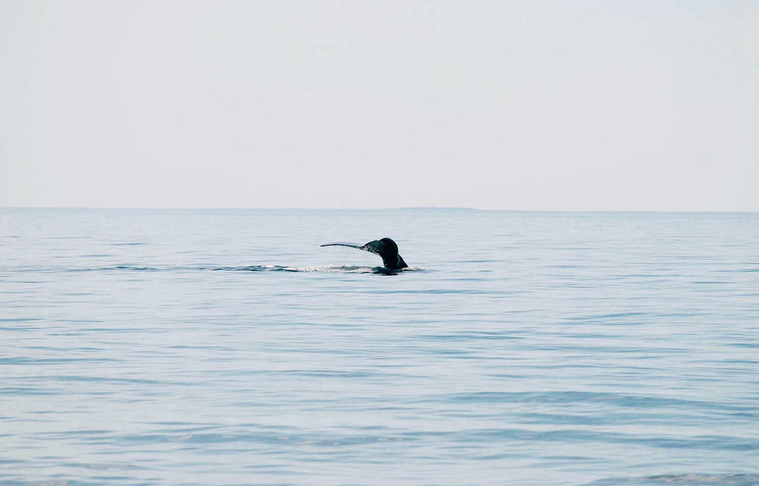 A North Atlantic right whale