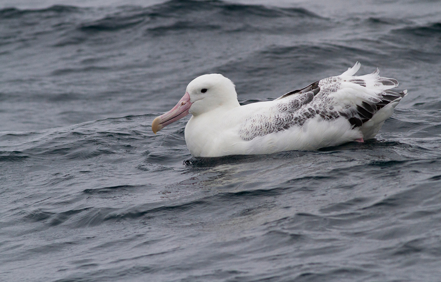 A photo of an albatross floating in the water.