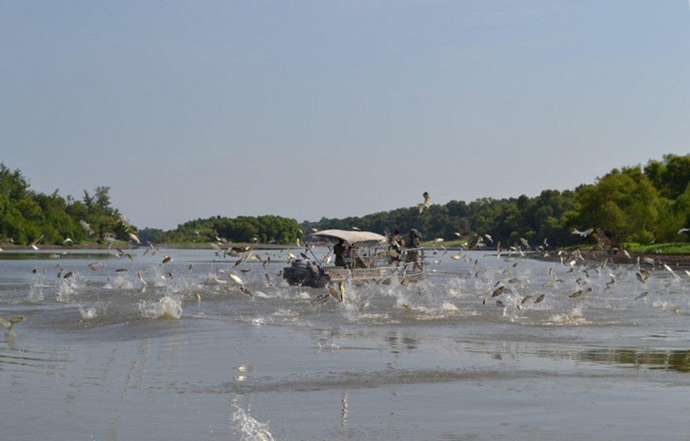 asian carp