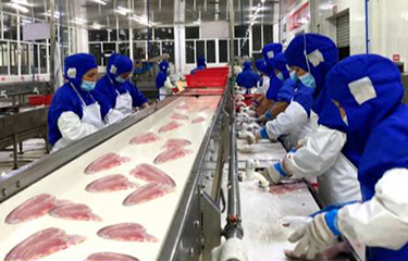 A Tongwei tilapia processing line.