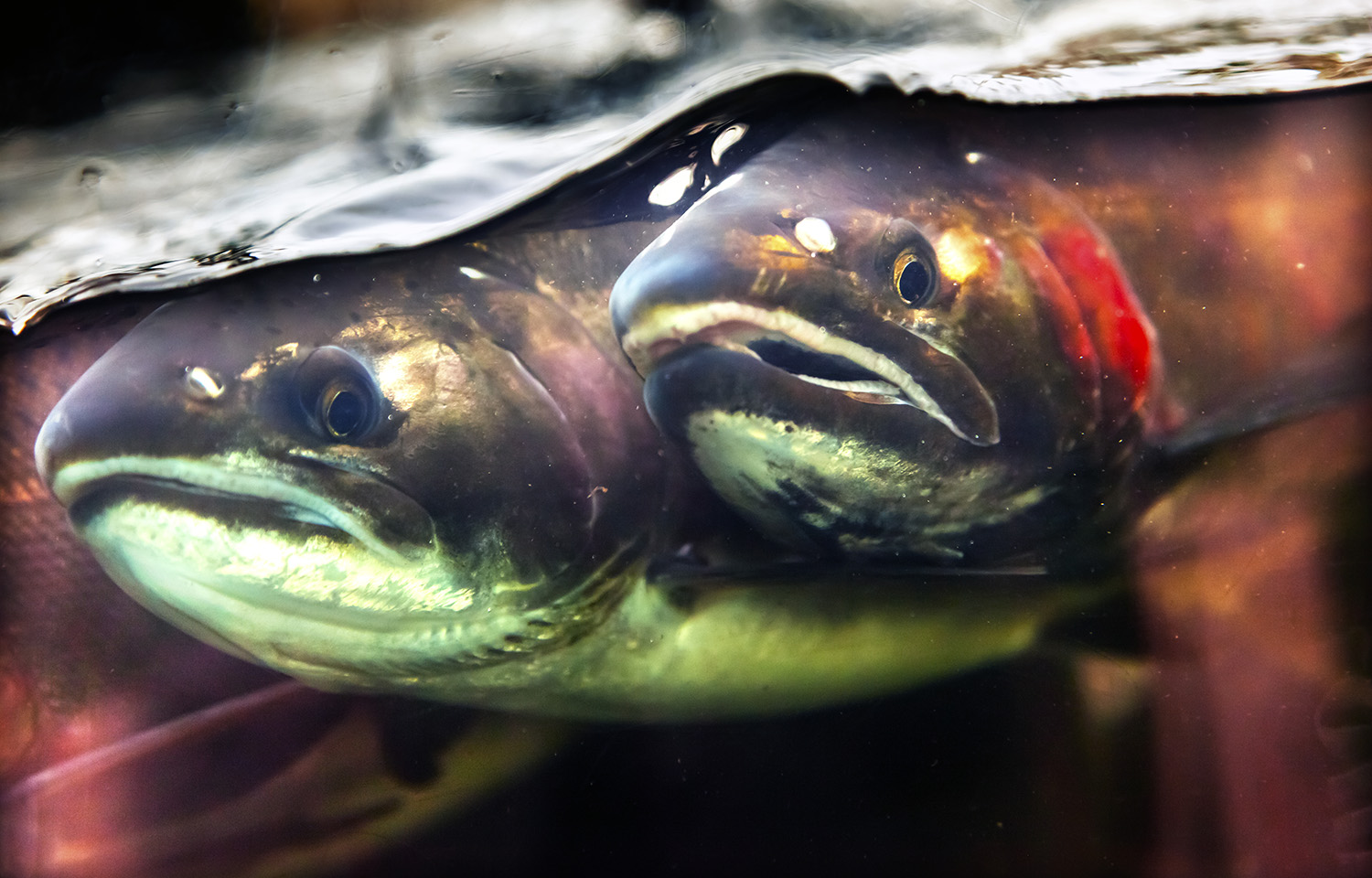 A photo of two salmon in a river.