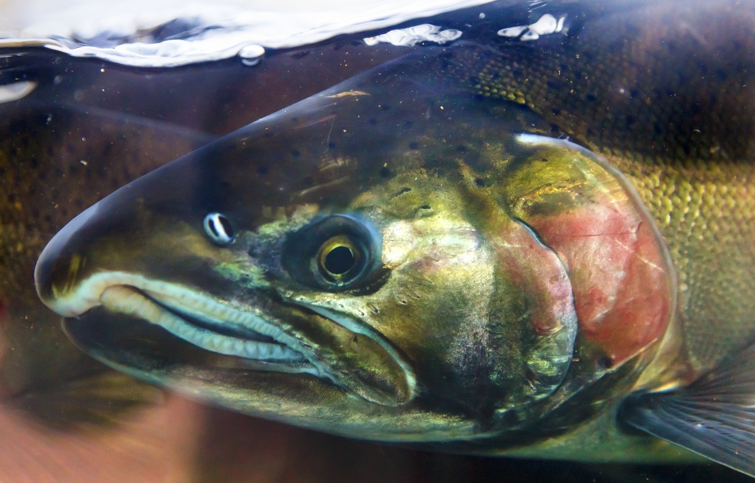 a salmon