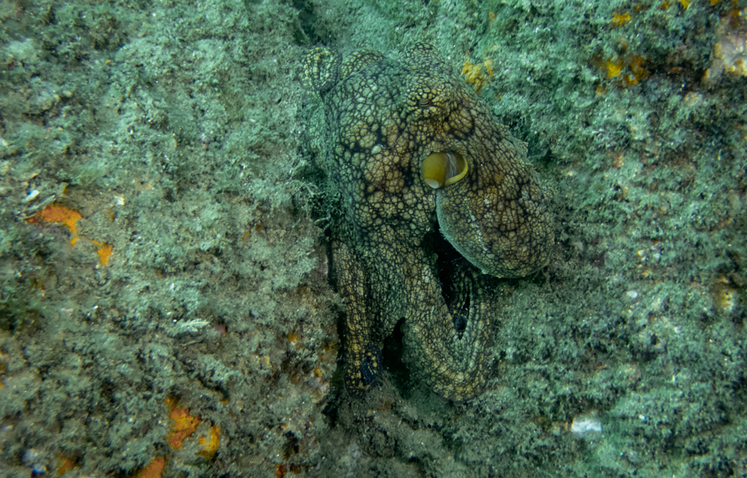 A common octopus in the ocean