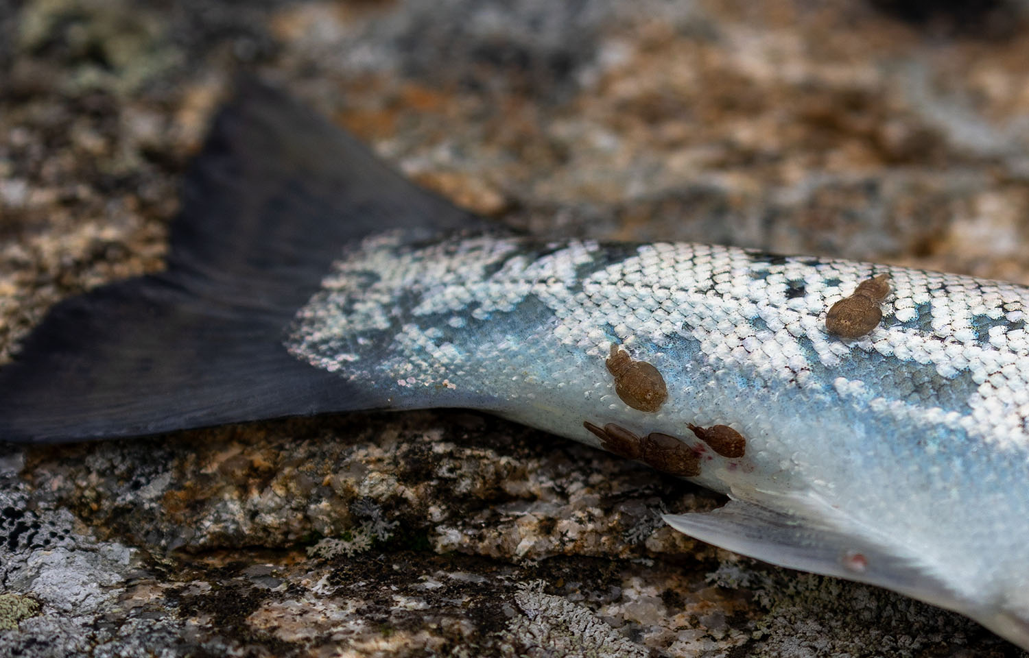 A sea trout with salmon lice stuck to its tail