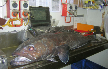 Alaskan Toothfish Released 