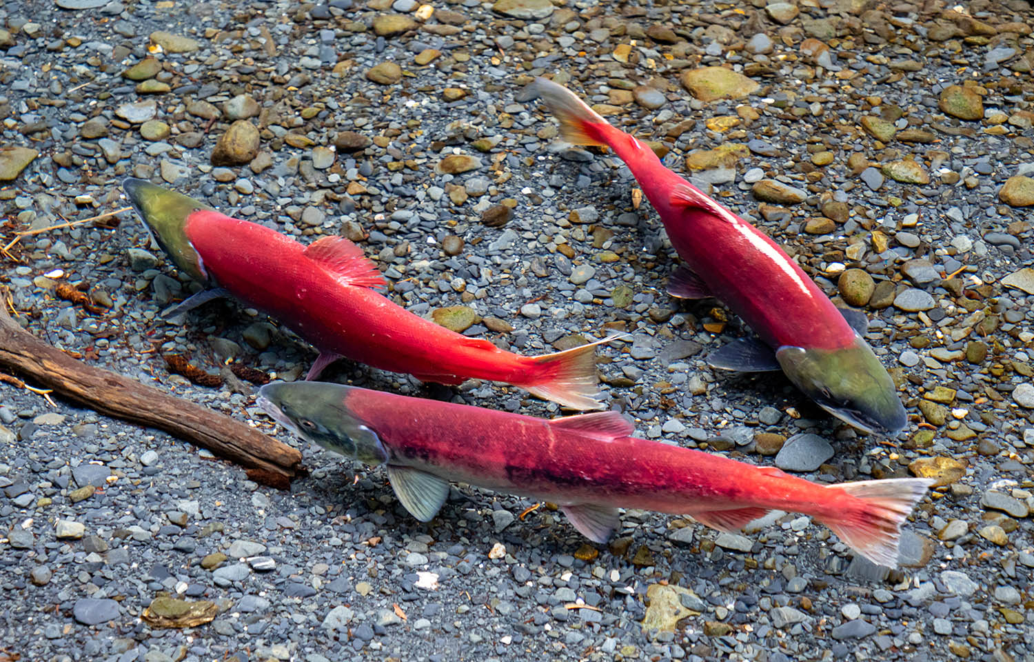 Report blames declining Alaska chinook salmon populations on climate