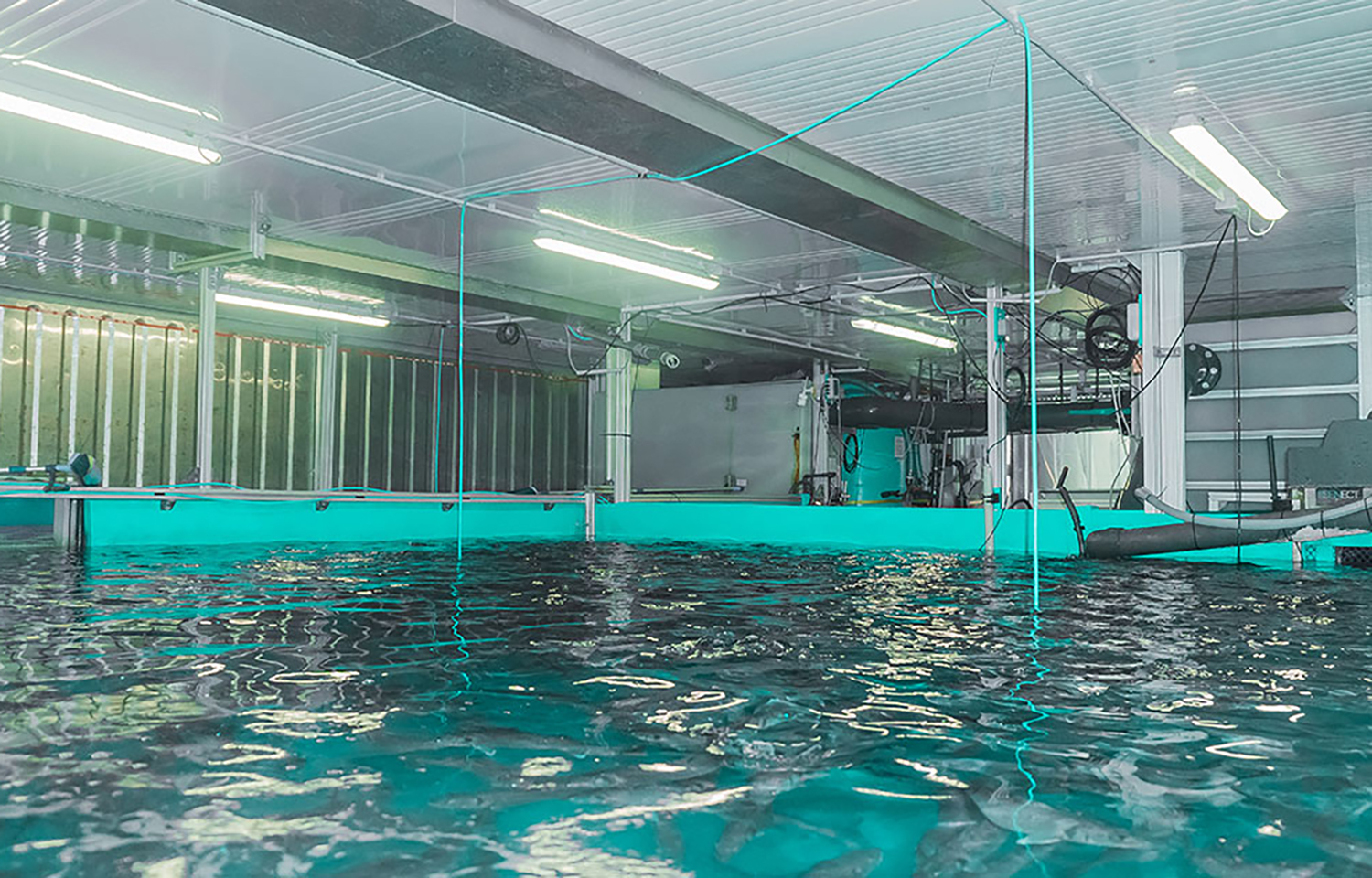 A Seawater Cube RAS, which allows farmers to have an extra revenue stream or community co-ops to have fresh fish