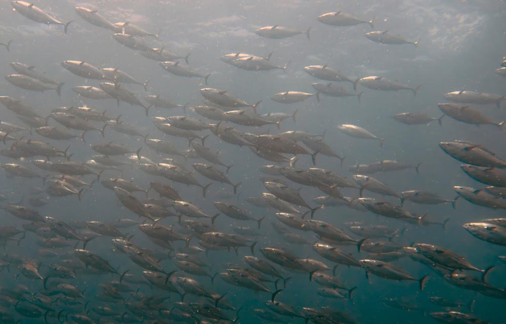 A school of tuna swimming