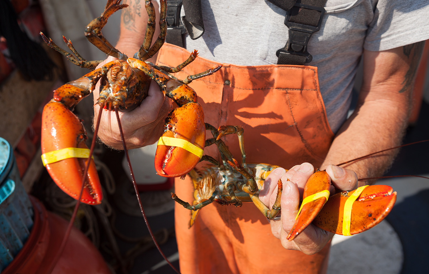 A Maine fisher holds two lobsters