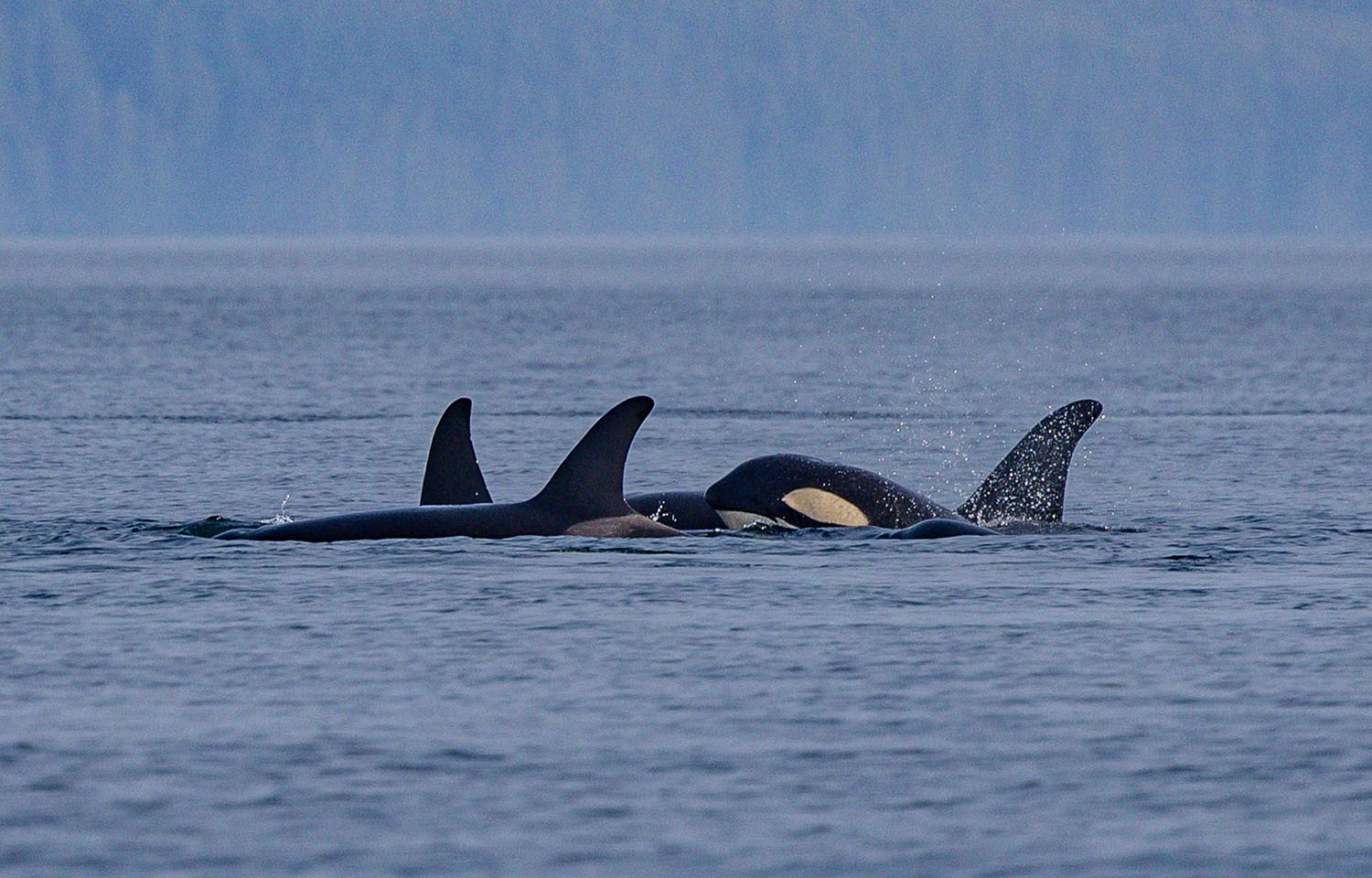 killer whales