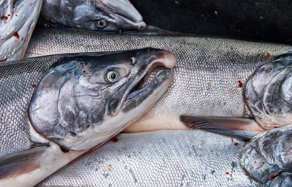 US seafood sector raises issues with EU CATCH requirements