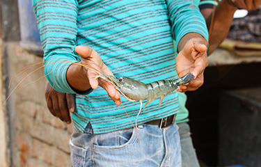 A Bangladeshi shrimp trader holding a black tiger shrimp.