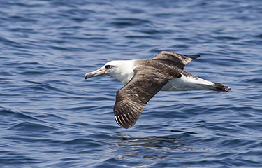 Could ultraviolet lights keep seabirds away from fishing vessels?