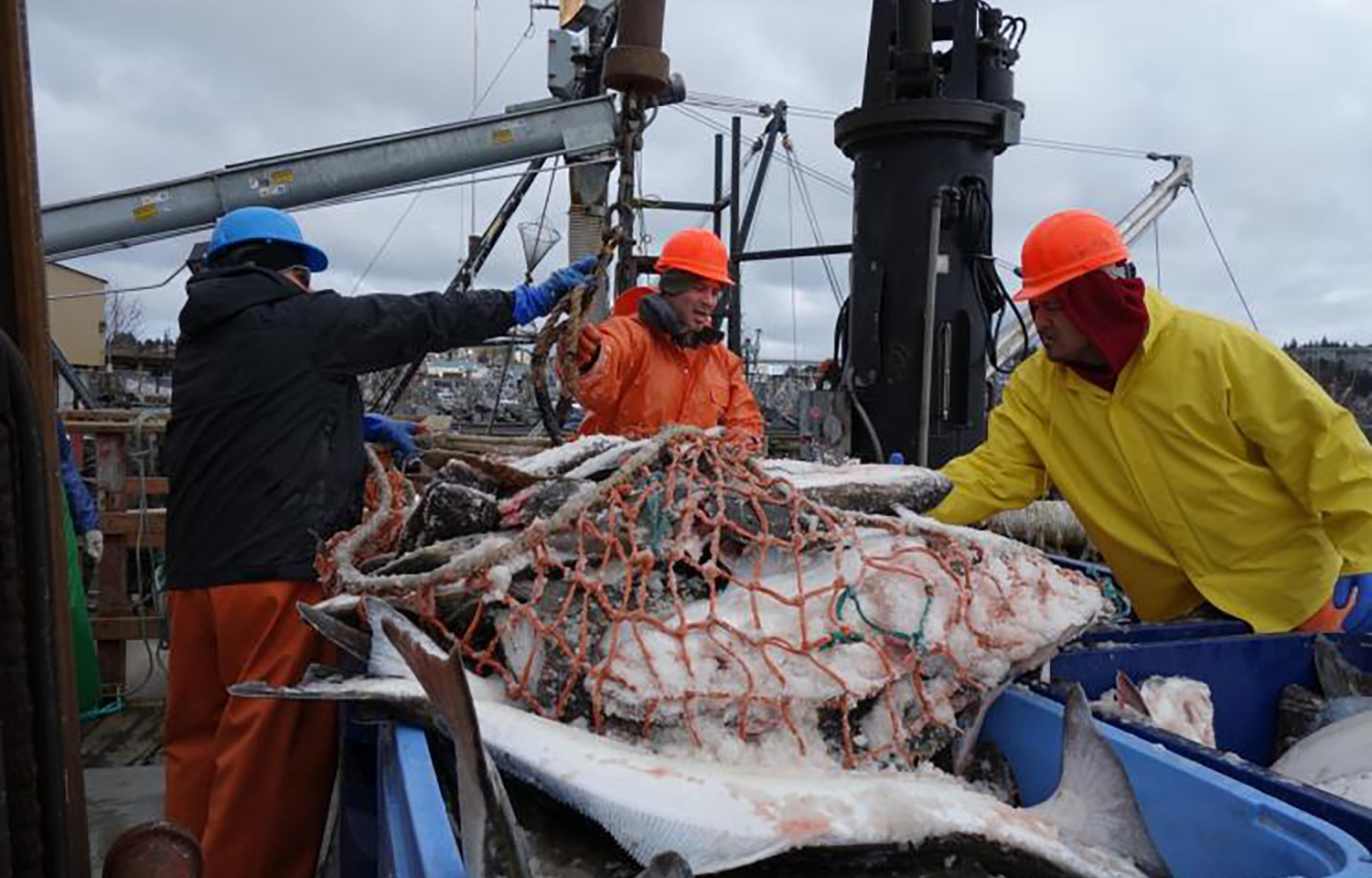 A photo of workers unloading halibut in Alaska