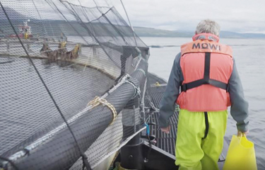 Bergen, Norway-headquartered Mowi ASA has been recognized by international farm animal welfare charity Compassion in World Farming (CIWF) for its leadership in the aquaculture sector, including being the first producer to make global welfare commitments on the rearing and slaughter of Atlantic salmon.