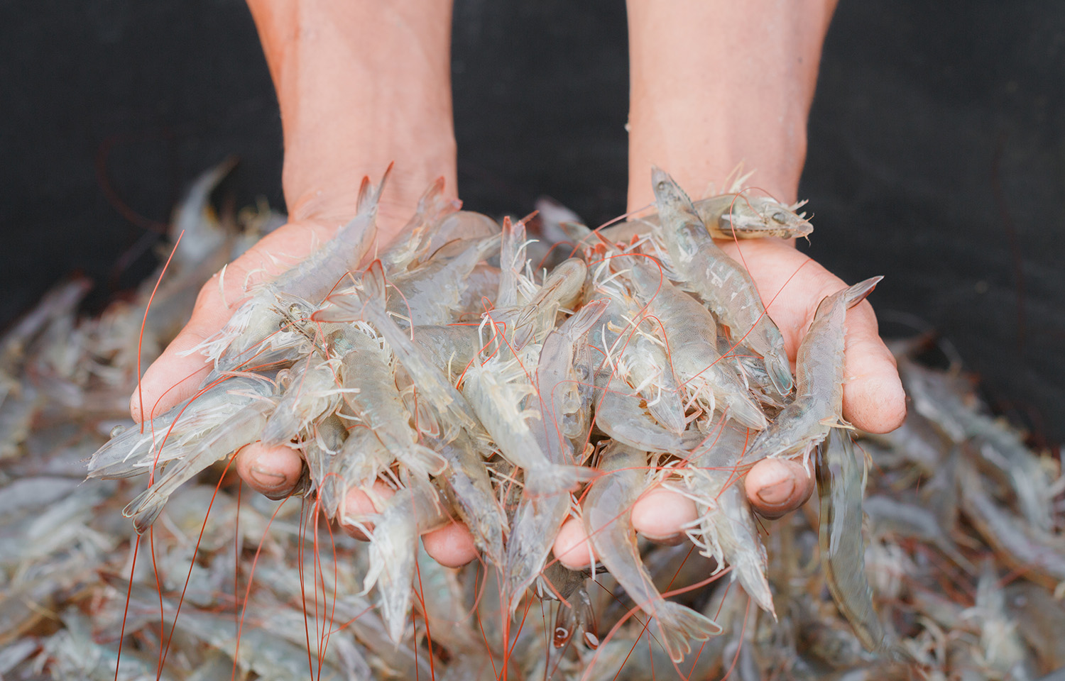 A person with two handfuls of raw shrimp