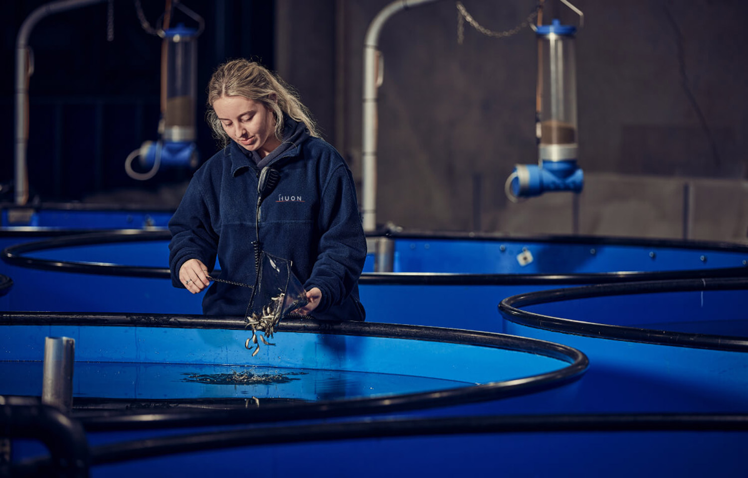 A Huon Aquaculture employee working in one of the company's salmon hatcheries