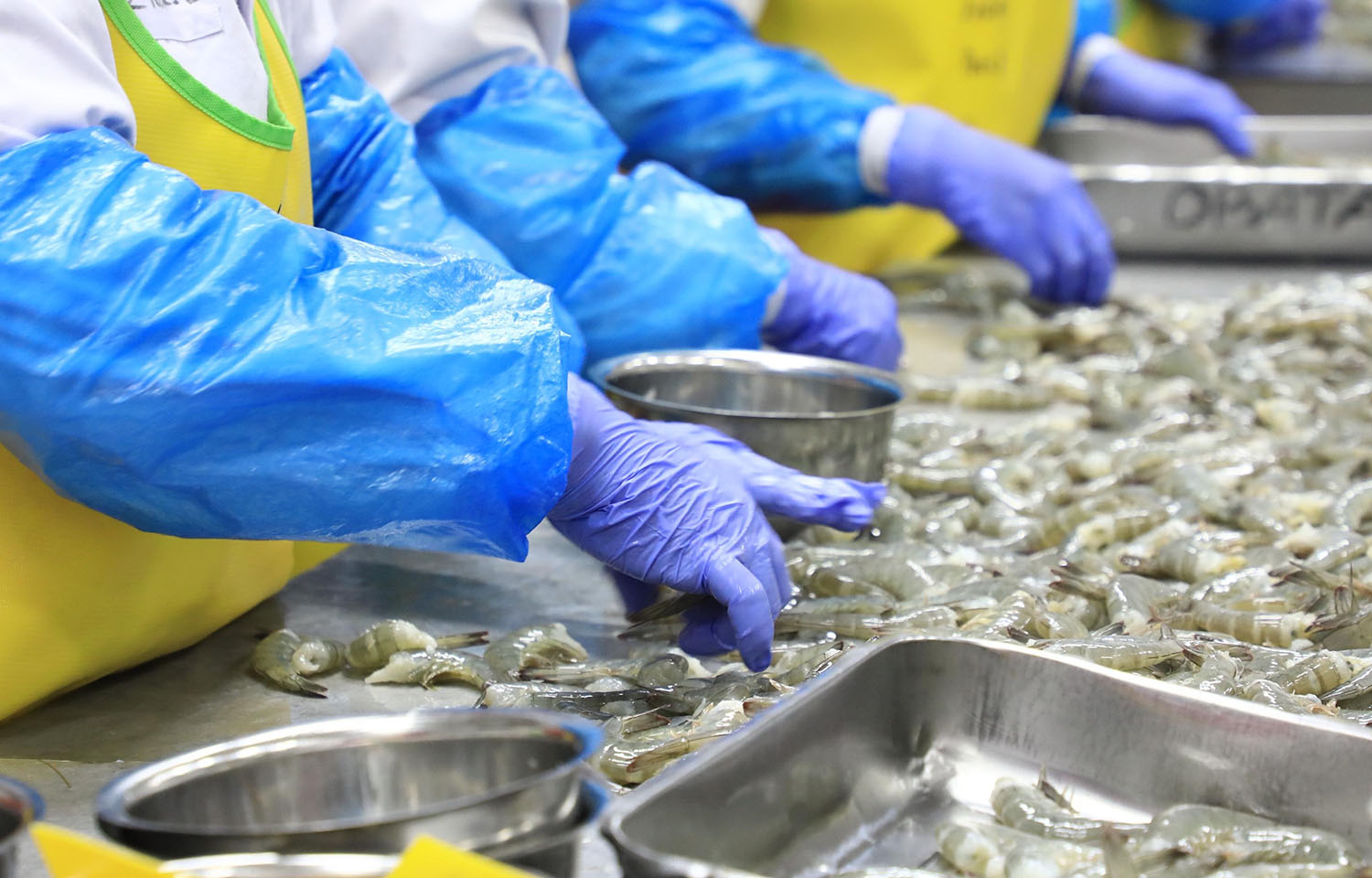An Indonesian shrimp-processing facility