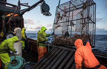 Bristol Bay Alaska red king crab fishery reopens after two-year closure