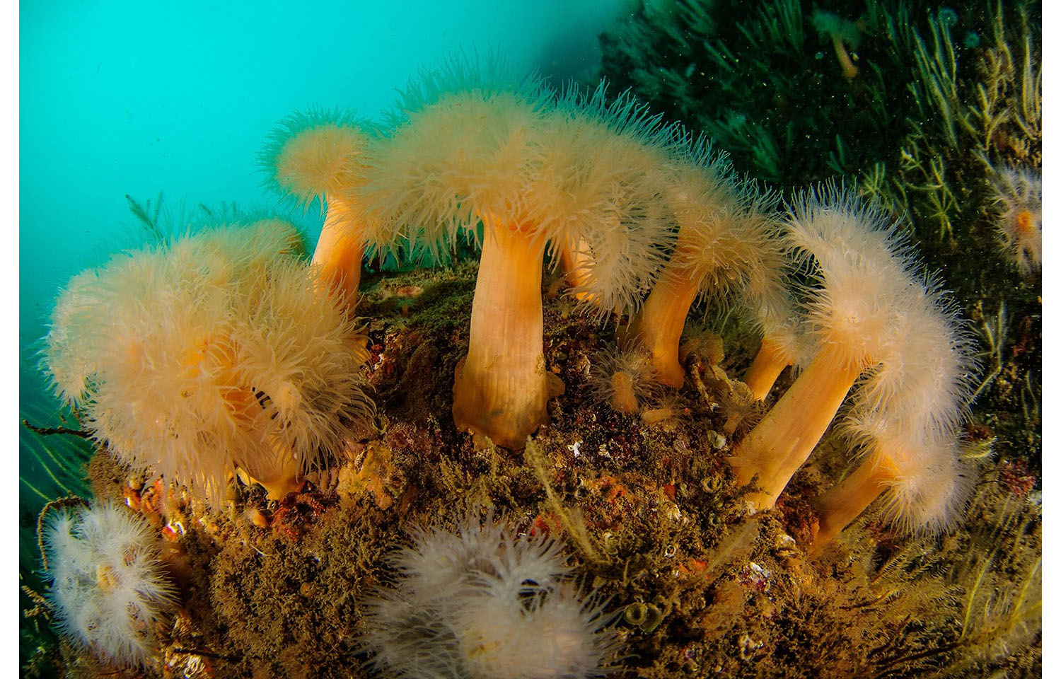 A photo of sea anemones in the ocean