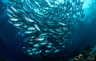 SeafoodSource's top 5 environment and sustainability stories of