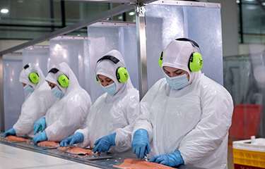 A group of employees work in a Chilean salmon processing plant.