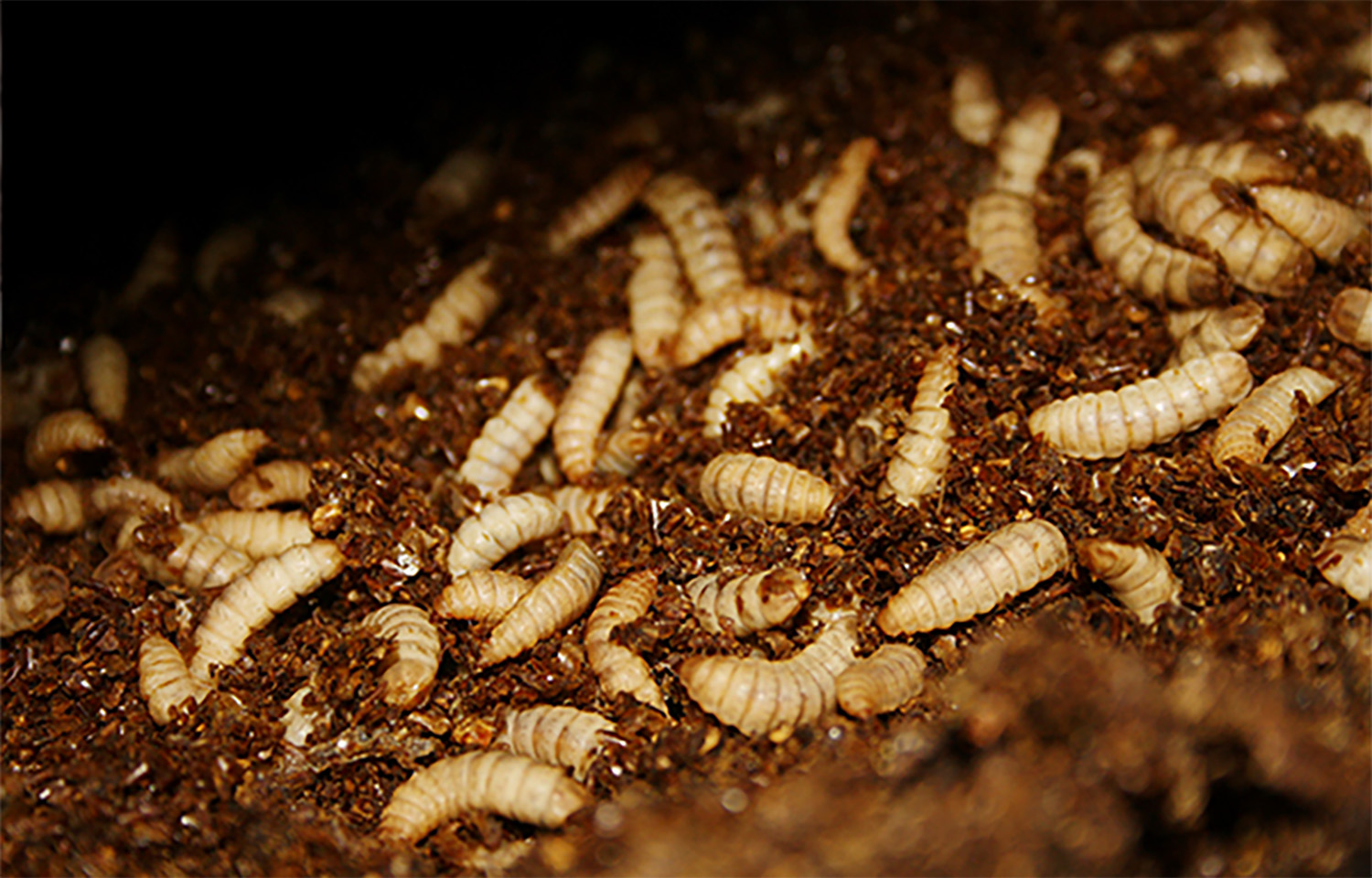 As fishmeal shortage nears, stakeholders call for controlled ramp up of insect feed production