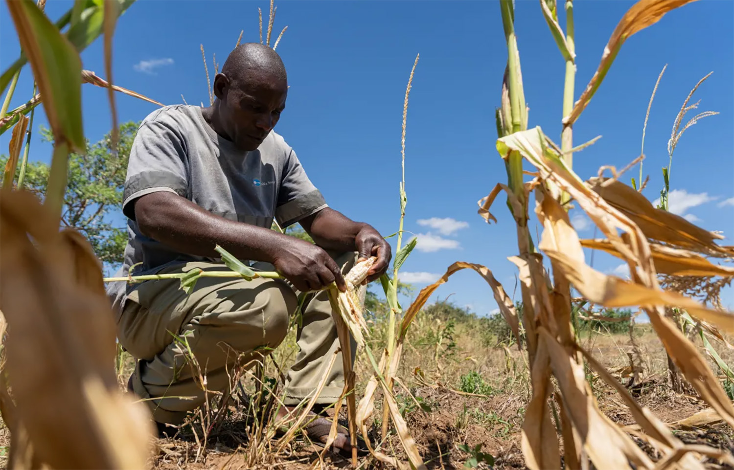 A Namibian farmer looking over his maize crop dried out by drought