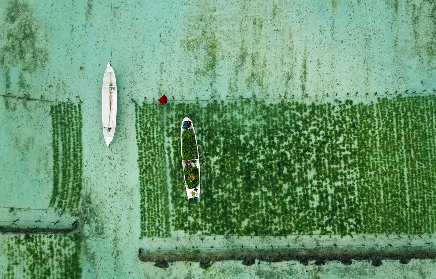 Seaweed cultivation
