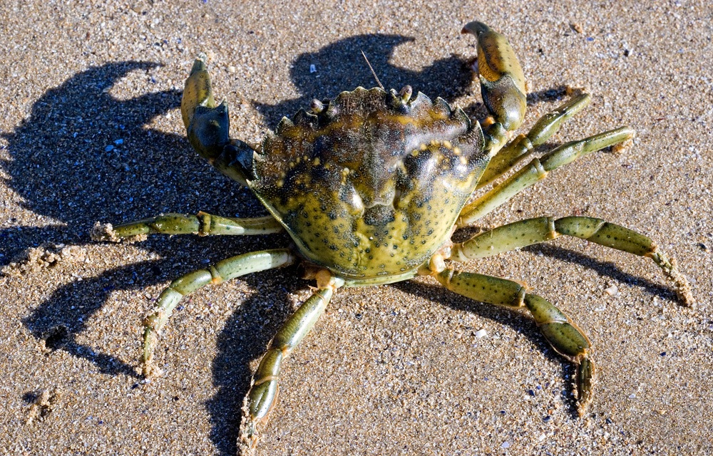 Canada launches pilot program in New Brunswick to control invasive green crab
