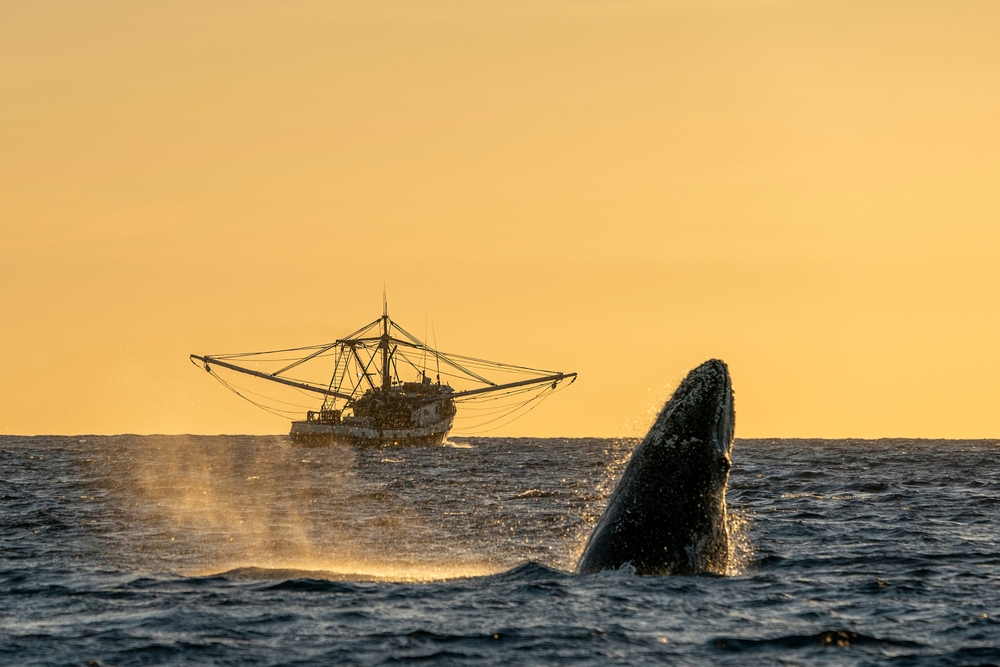 a whale