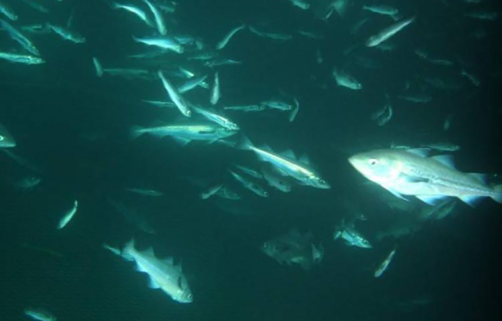 Alaska pollock