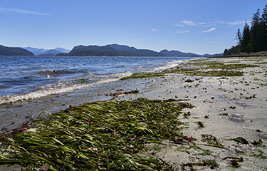 Candian Seaweed