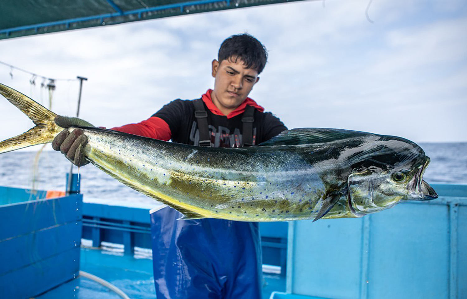 A young Peruvian fisher holding up and looking at a mahi he caught