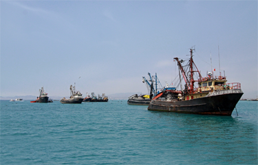 Peru’s Ministry of Production (PRODUCE) has ordered a 13 August close to the year’s first anchovy season in the north-central region.