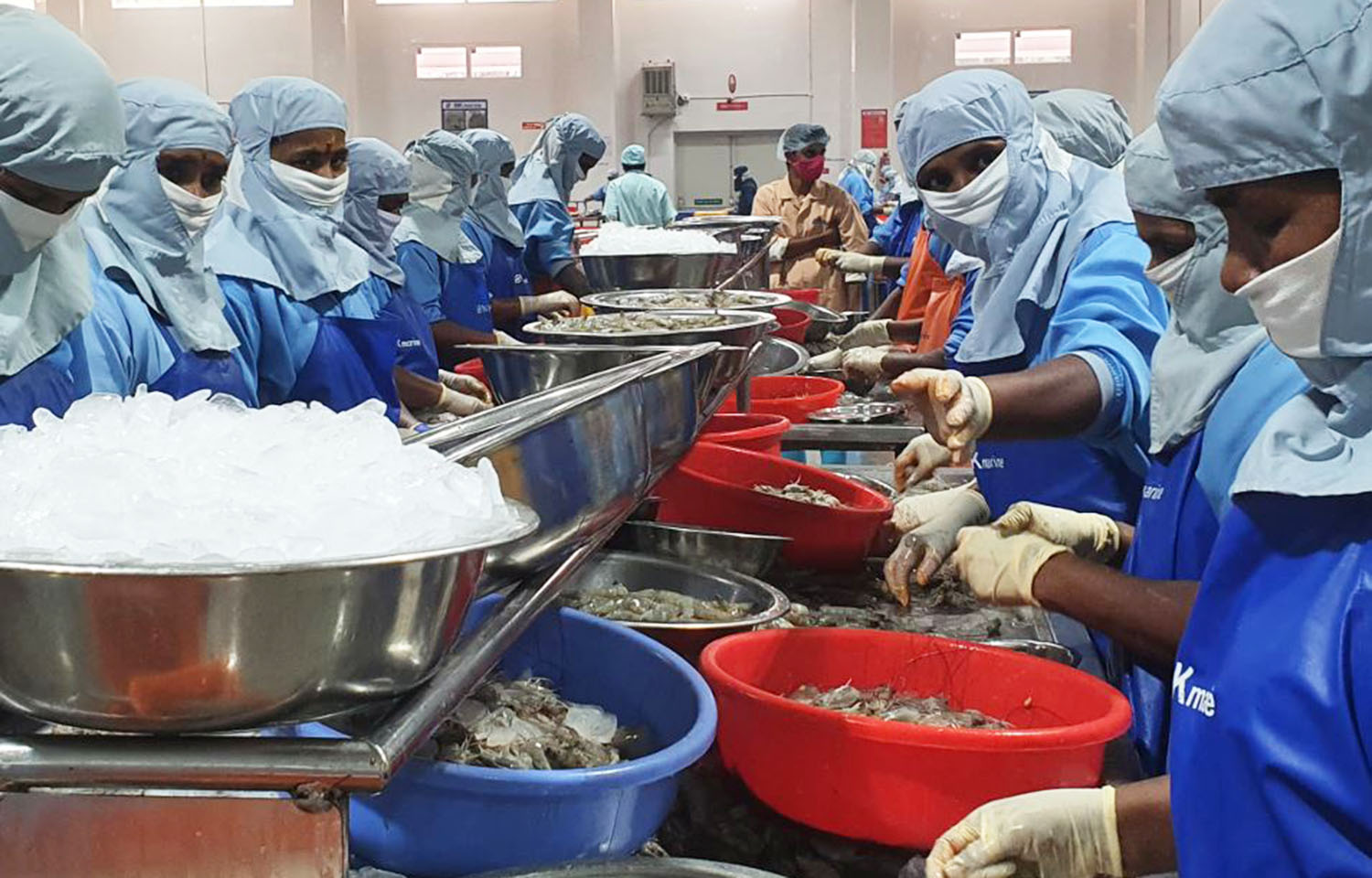 An Indian shrimp-peeling operation